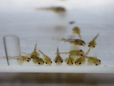 オトシン ネグロ 繁殖 稚魚 breeding of Otothyropsis piribebuy fry