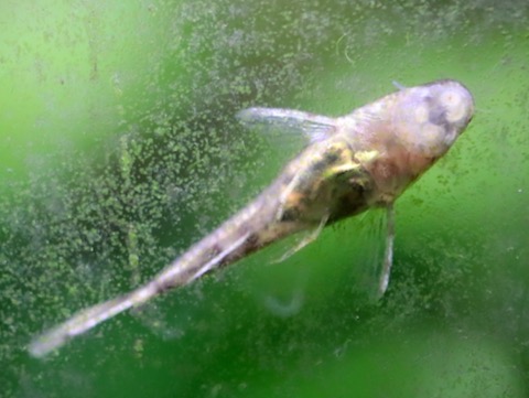 オトシン ネグロ 繁殖 稚魚 breeding of Otothyropsis piribebuy