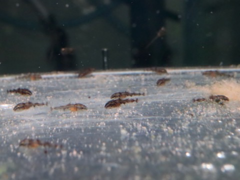 オトシン ネグロ 繁殖 稚魚 breeding of Otothyropsis piribebuy fry