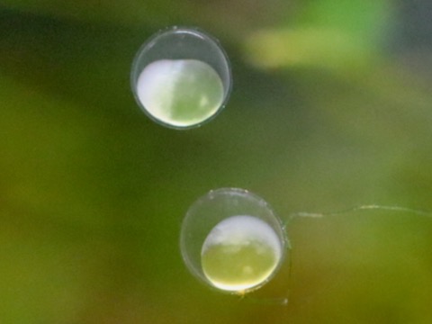 オトシン ネグロ 繁殖 産卵 breeding of Otothyropsis piribebuy egg