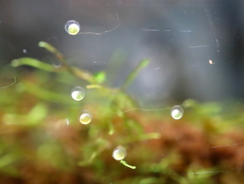 オトシン ネグロ 繁殖 産卵 breeding of Otothyropsis piribebuy egg