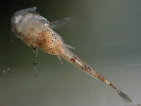 オトシン ネグロ 繁殖 稚魚 breeding of Otothyropsis piribebuy fry