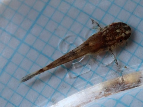 オトシン ネグロ 繁殖 稚魚 breeding of Otothyropsis piribebuy fry