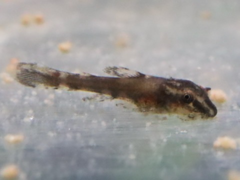 オトシン ネグロ 繁殖 稚魚 breeding of Otothyropsis piribebuy fry