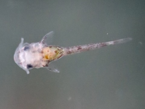 オトシン ネグロ 繁殖 稚魚 breeding of Otothyropsis piribebuy fry