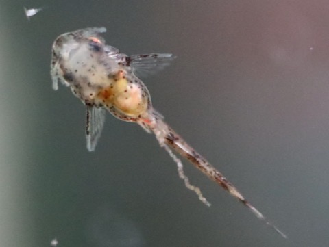 オトシン ネグロ 繁殖 稚魚 breeding of Otothyropsis piribebuy fry