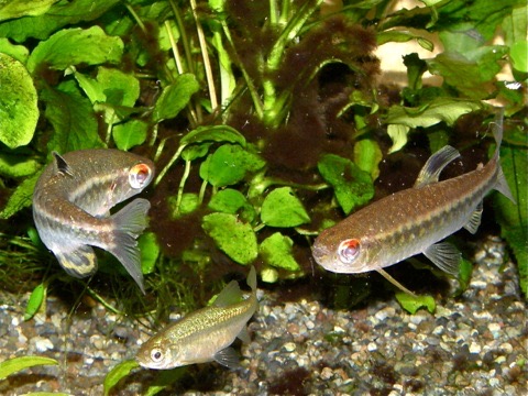 レッドアイカラシン Arnoidichthys spilopterus