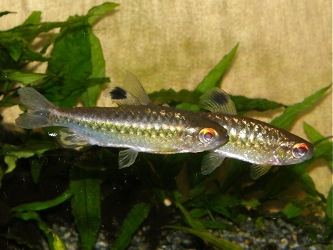 レッドアイカラシン Arnoidichthys spilopterus