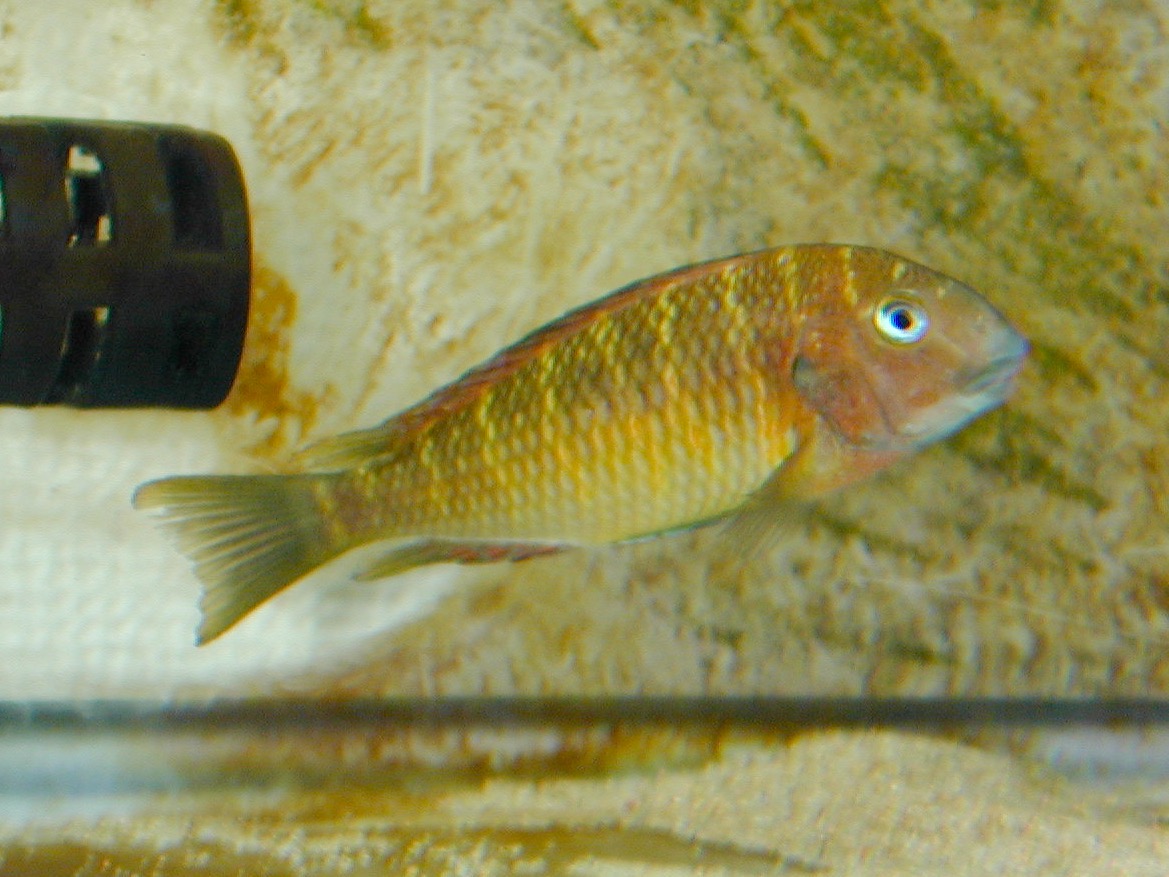 トロフェウ モーリィ レッドレインボー Tropheus moorii Red Rainbow 171.jpg