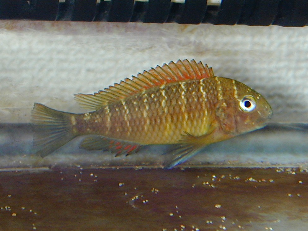 トロフェウ モーリィ レッドレインボー Tropheus moorii Red Rainbow 172.jpg