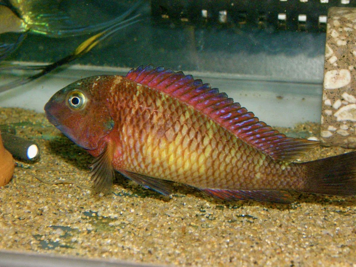 トロフェウ モーリィ レッドレインボー Tropheus moorii Red Rainbow 266.jpg