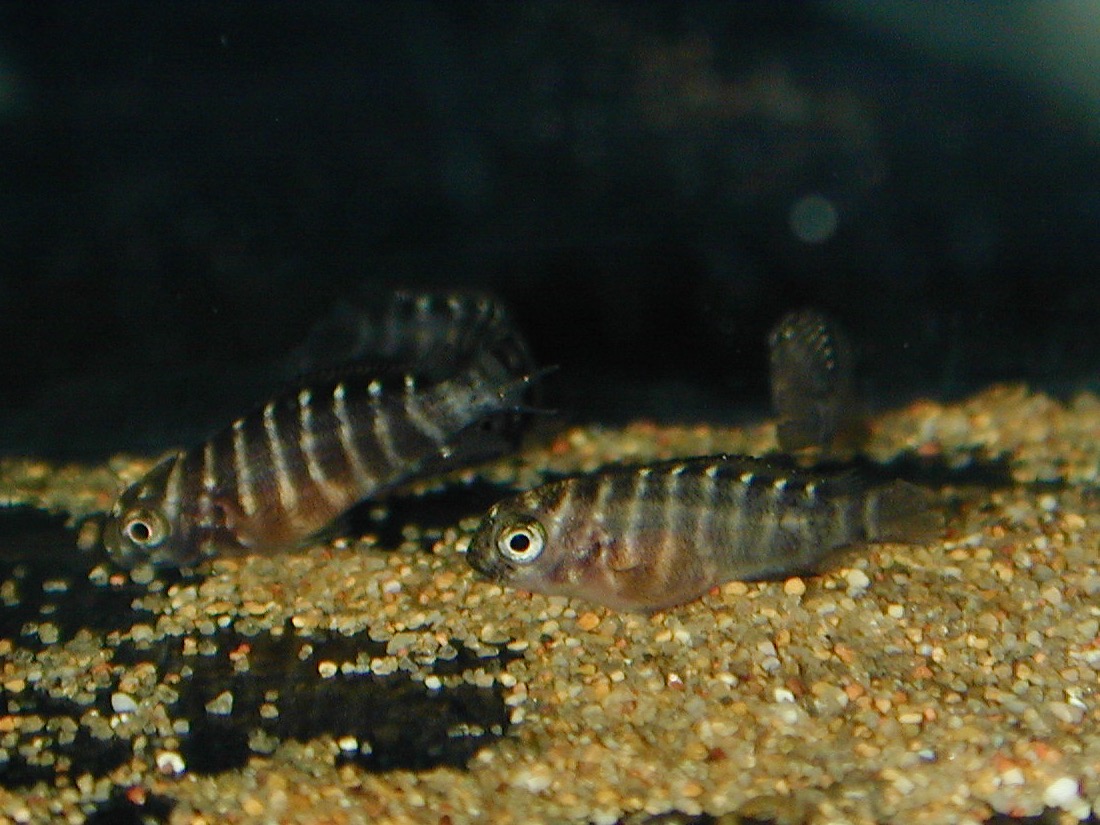 トロフェウス モーリィ レッドレインボー 繁殖 幼魚 稚魚 Tropheus moorii Red Rainbow breed fry 149.jpg