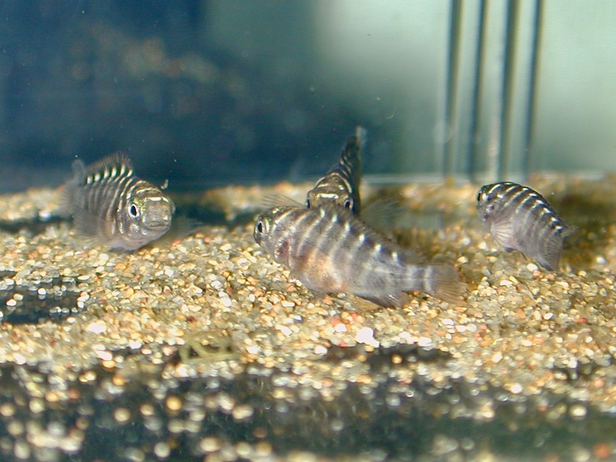 トロフェウ スモーリィ レッドレインボー 繁殖 幼魚 稚魚 Tropheus moorii Red Rainbow breed fry 150.jpg