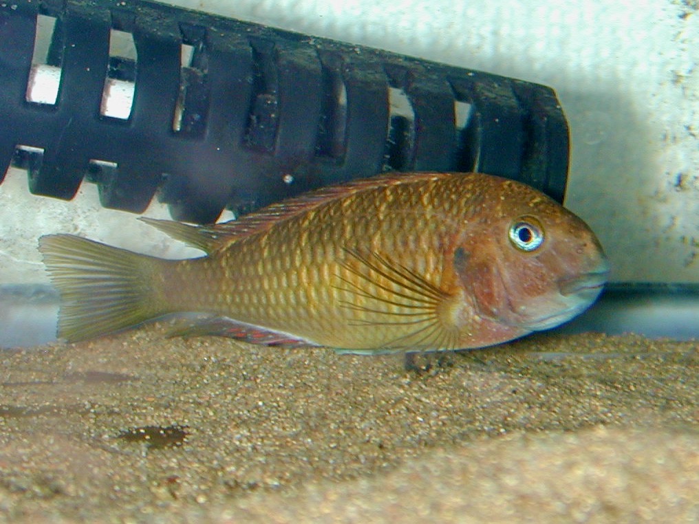 トロフェウス モーリィ レッドレインボー 繁殖 産卵 Tropheus moorii Red Rainbow breed spawn eggs 152.jpg