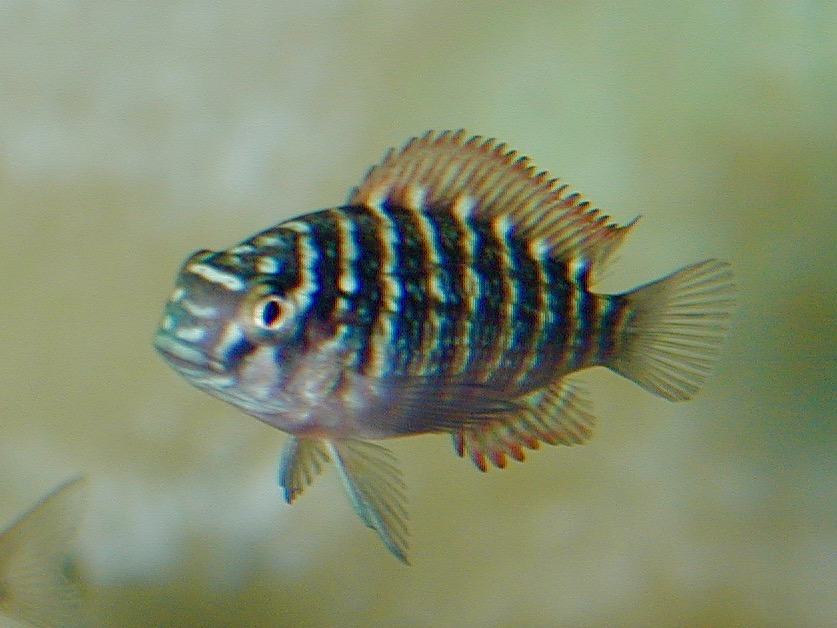 トロフェウス モーリィ レッドレインボー 繁殖 幼魚 稚魚 Tropheus moorii Red Rainbow breed fry 155.jpg