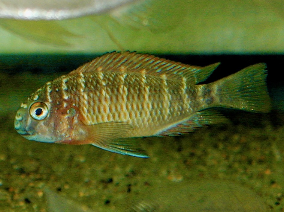 トロフェウス モーリィ レッドレインボー 繁殖 幼魚 稚魚 Tropheus moorii Red Rainbow breed fry 185.jpg