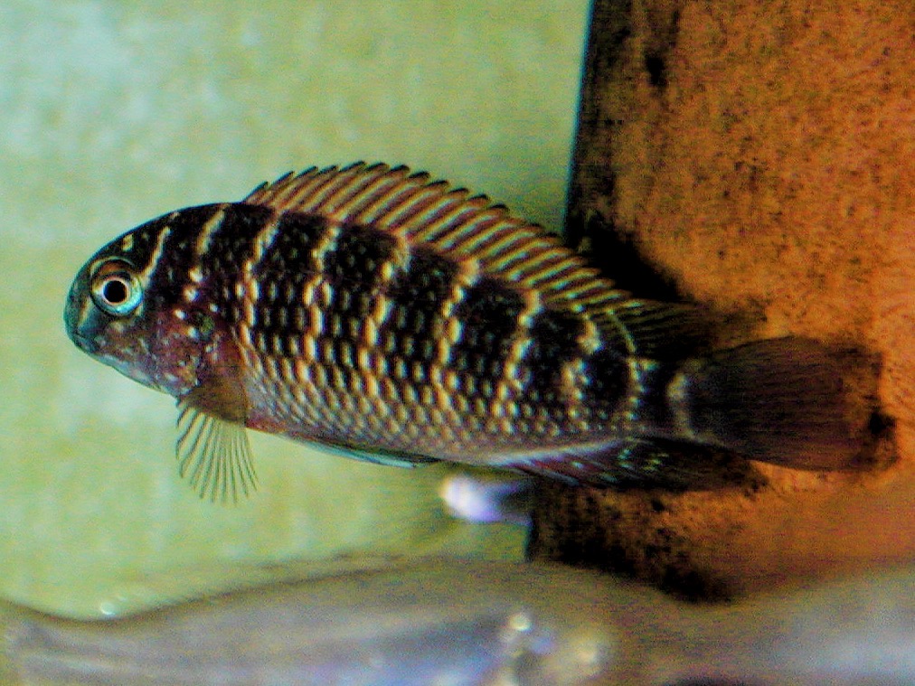 トロフェウス モーリィ レッドレインボー 繁殖 幼魚 稚魚 Tropheus moorii Red Rainbow breed fry 186.jpg