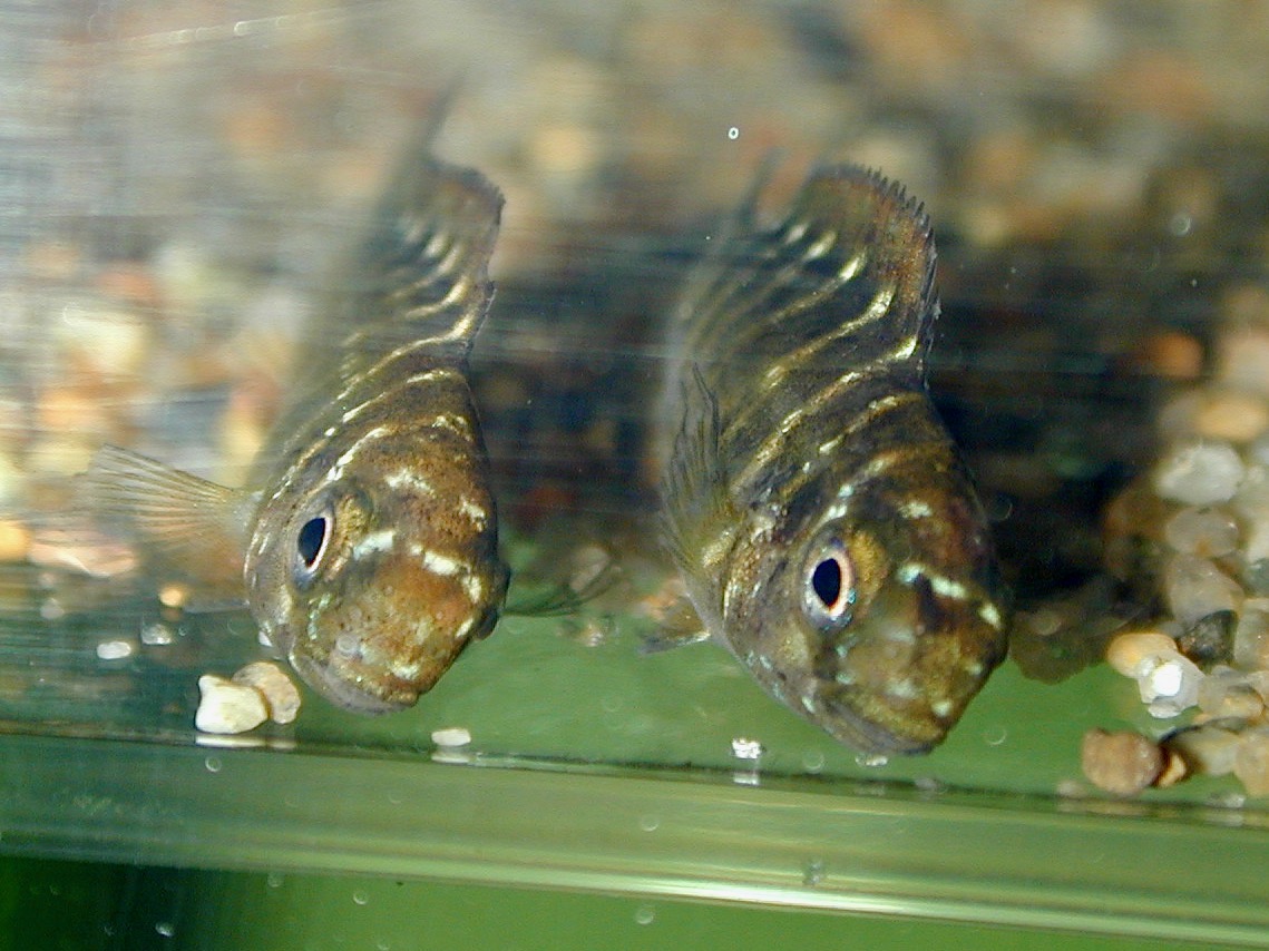 トロフェウス モーリィ レッドレインボー 繁殖 幼魚 稚魚 Tropheus moorii Red Rainbow breed fry 209.jpg