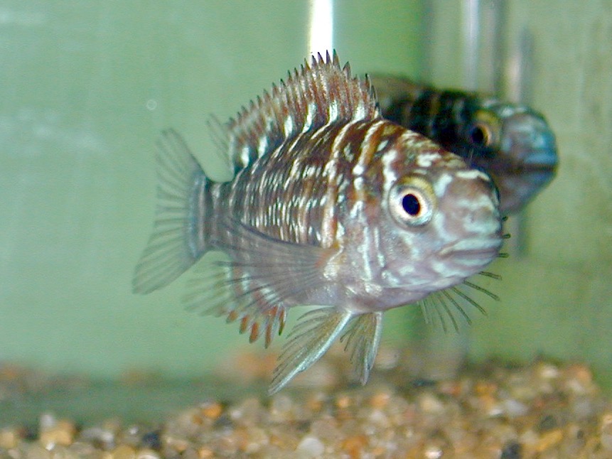 トロフェウス モーリィ レッドレインボー 繁殖 幼魚 稚魚 Tropheus moorii Red Rainbow breed fry 210.jpg