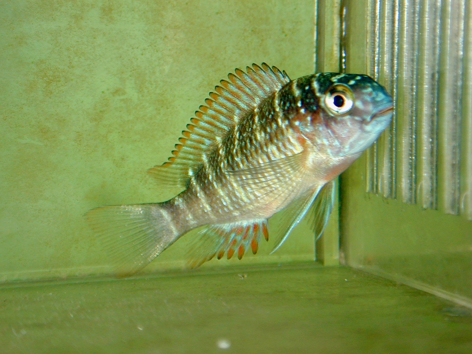 トロフェウス モーリィ レッドレインボー 繁殖 幼魚 稚魚 Tropheus moorii Red Rainbow breed fry 209.jpg