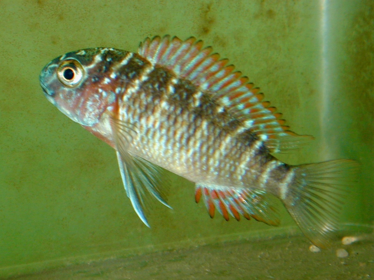 トロフェウス モーリィ レッドレインボー 繁殖 幼魚 稚魚 Tropheus moorii Red Rainbow breed fry 210.jpg