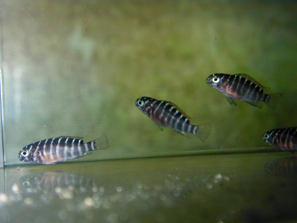 トロフェウス モーリィ レッドレインボー 繁殖 幼魚 稚魚 Tropheus moorii Red Rainbow breed fry 218.jpg