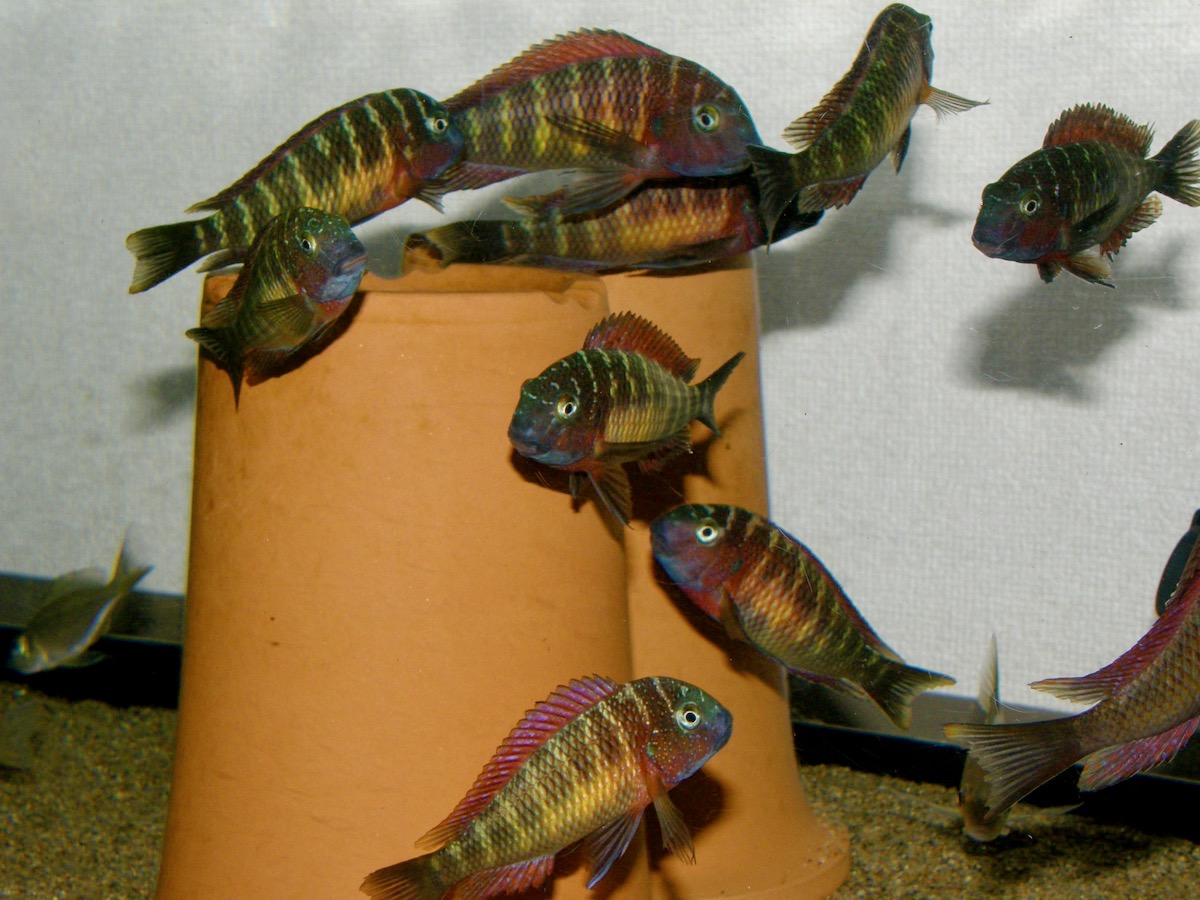 トロフェウス モーリィ レッドレインボー Tropheus moorii Red Rainbow 252.jpg