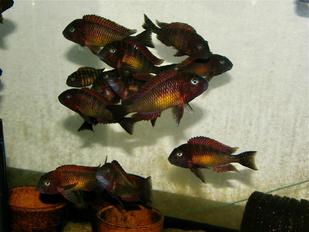 トロフェウス モーリィ レッドレインボー Tropheus moorii Red Rainbow 312.jpg