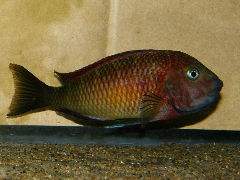 トロフェウス モーリィ レッドレインボー 繁殖 産卵 Tropheus moorii Red Rainbow breed spawn 313.jpg