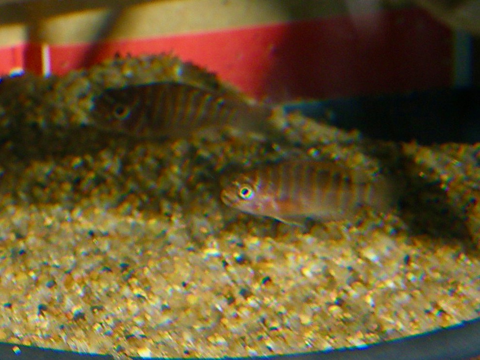 トロフェウス モーリィ レッドレインボー 繁殖 幼魚 稚魚 Tropheus moorii Red Rainbow breed fry 322.jpg