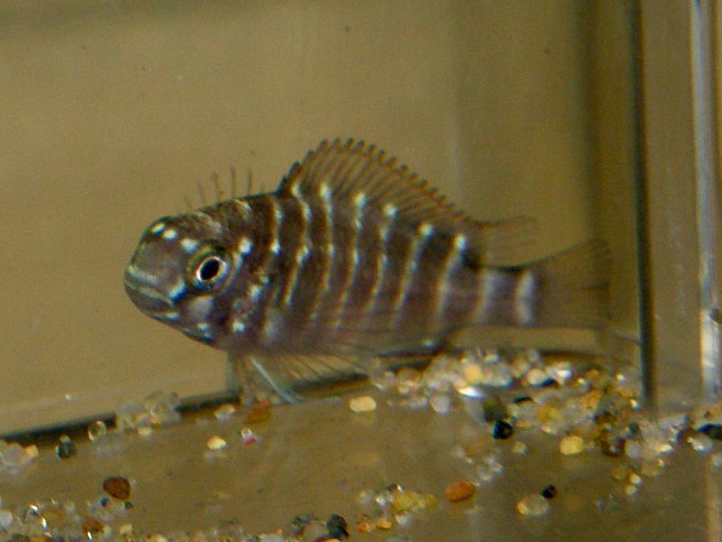 トロフェウス モーリィ レッドレインボー 繁殖 幼魚 稚魚 Tropheus moorii Red Rainbow breed fry 327.jpg