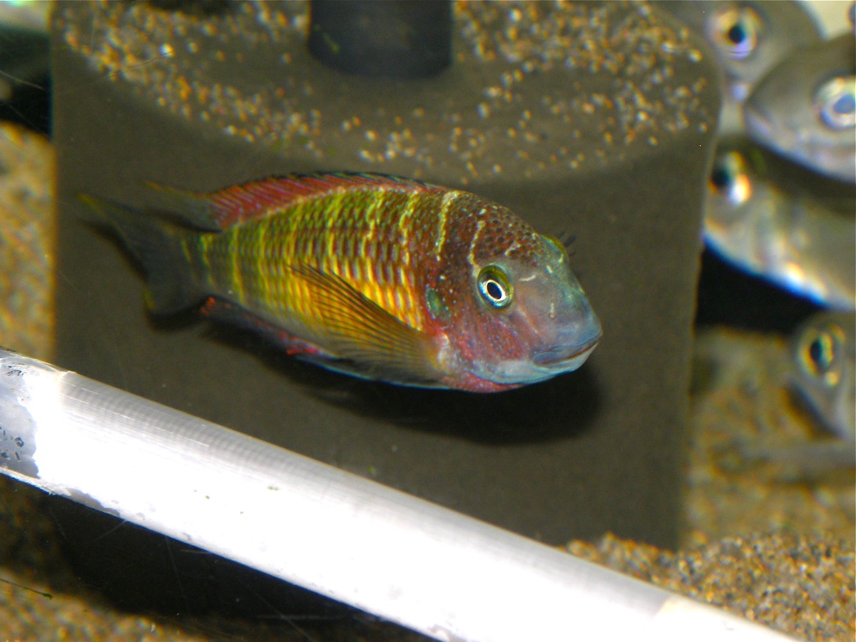 トロフェウス モーリィ レッドレインボー Tropheus moorii Red Rainbow 333.jpg