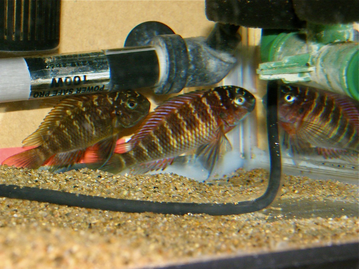 トロフェウス モーリィ レッドレインボー 繁殖 幼魚 稚魚 Tropheus moorii Red Rainbow breed fry 334.jpg