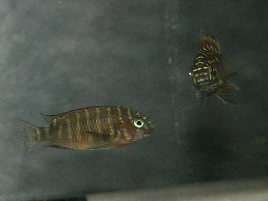 トロフェウス モーリィ レッドレインボー 繁殖 幼魚 稚魚 Tropheus moorii Red Rainbow breed fry 335.jpg