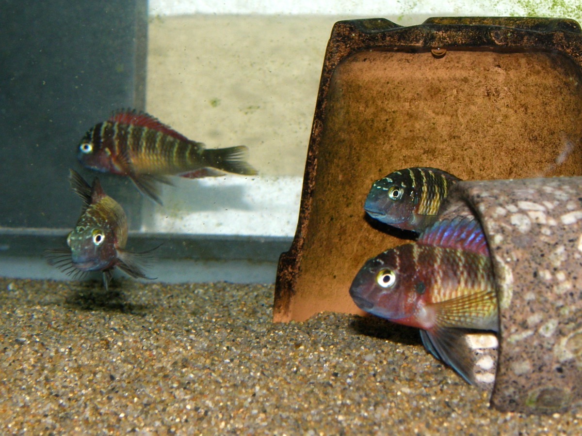 トロフェウス モーリィ レッドレインボー Tropheus moorii Red Rainbow 340.jpg