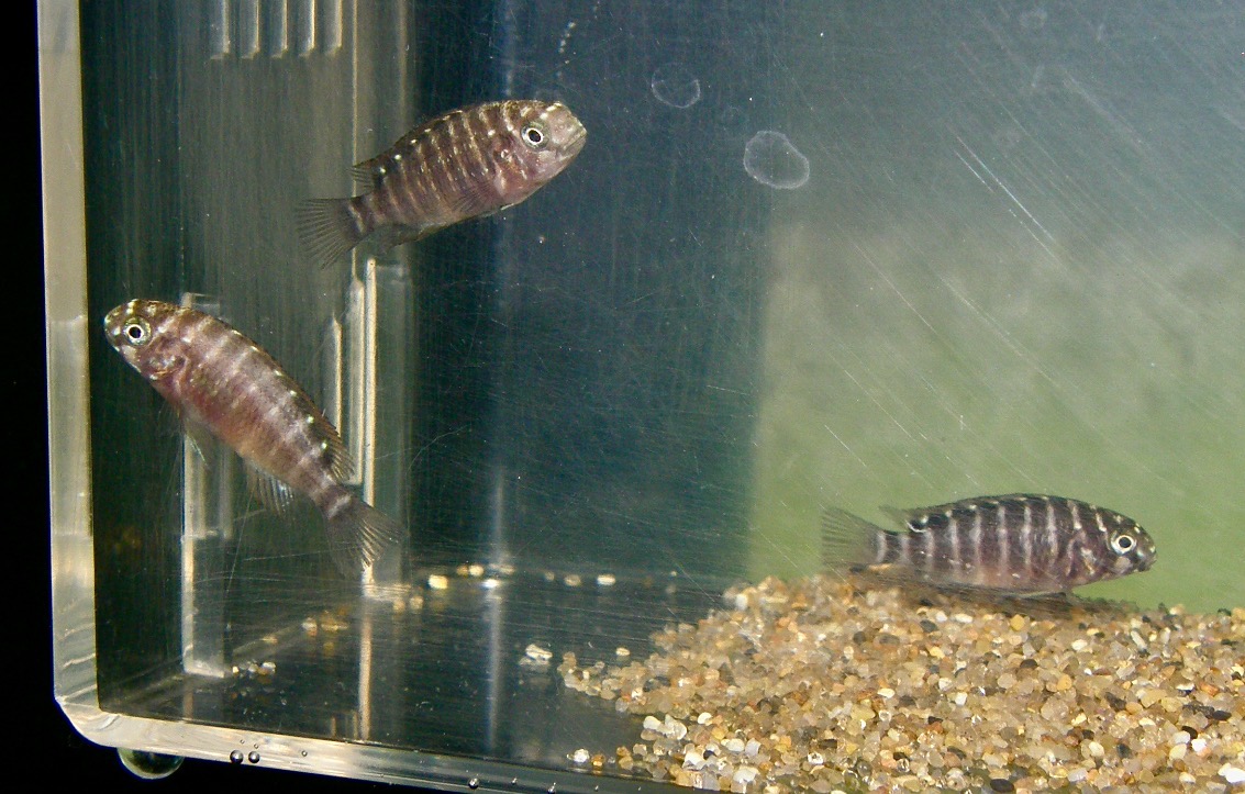 トロフェウス モーリィ レッドレインボー 繁殖 幼魚 稚魚 Tropheus moorii Red Rainbow breed fry 358.jpg