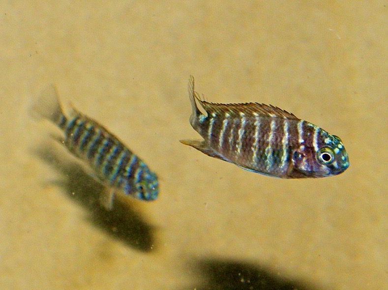 トロフェウス モーリィ レッドレインボー 繁殖 幼魚 稚魚 Tropheus moorii Red Rainbow breed fry 360.jpg