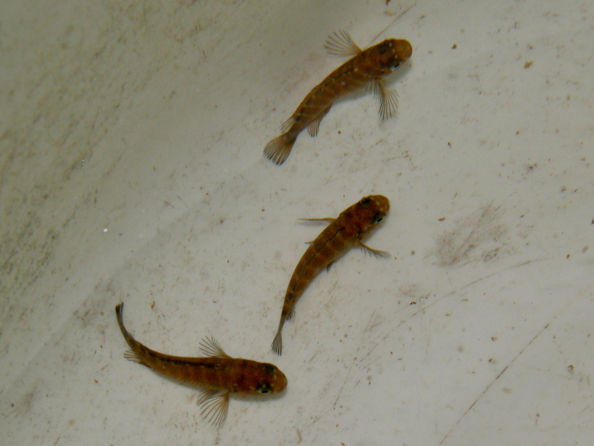 トロフェウス モーリィ レッドレインボー 繁殖 幼魚 稚魚 Tropheus moorii Red Rainbow breed fry 364.jpg