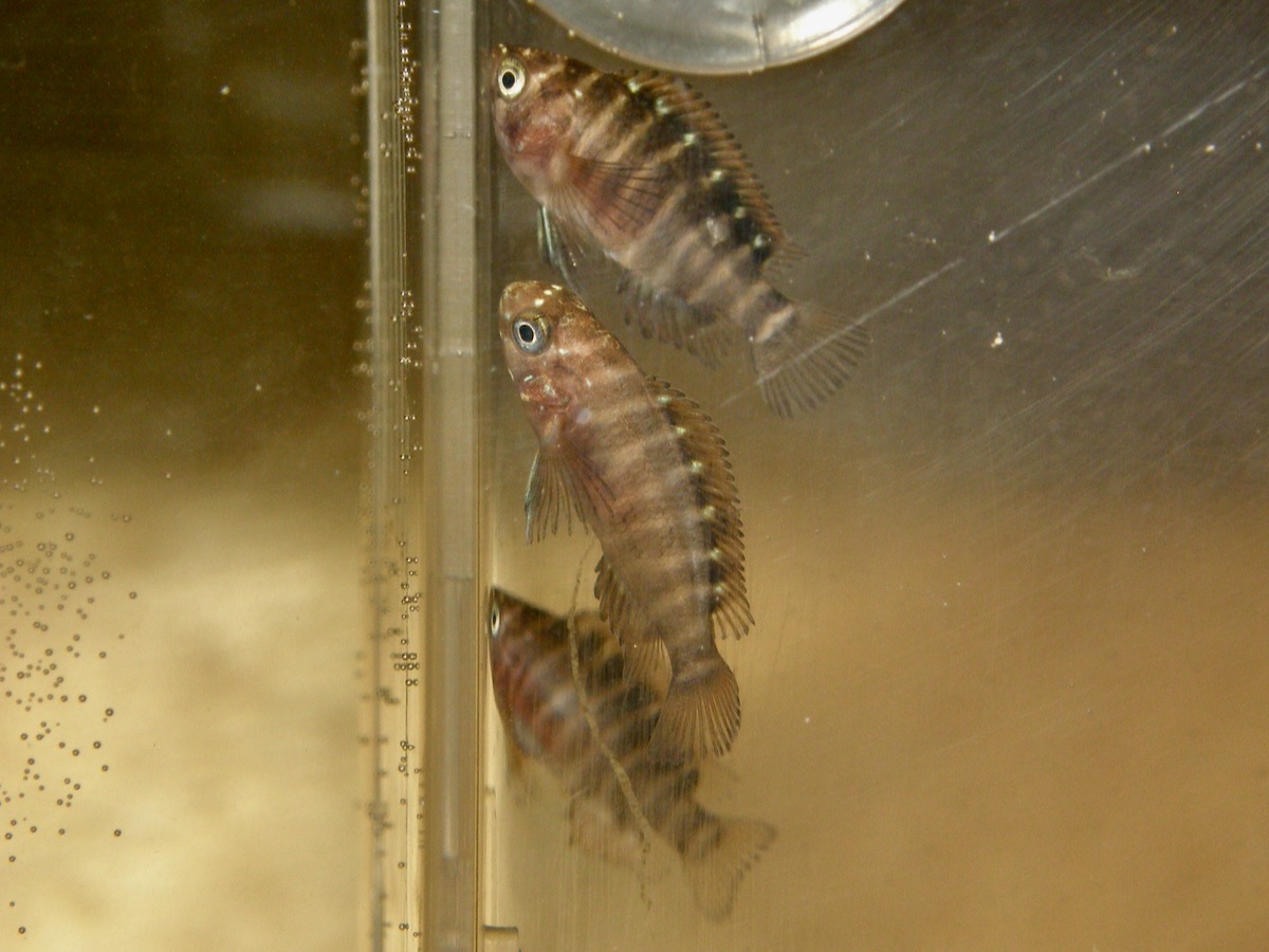 トロフェウス モーリィ レッドレインボー 繁殖 幼魚 稚魚 Tropheus moorii Red Rainbow breed fry 365.jpg