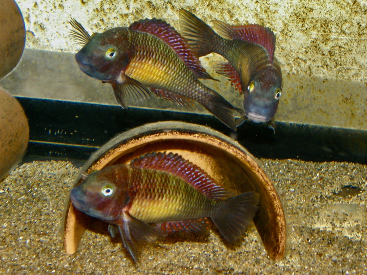 トロフェウス モーリィ レッドレインボー 繁殖 Tropheus moorii Red Rainbow breed 402.jpg