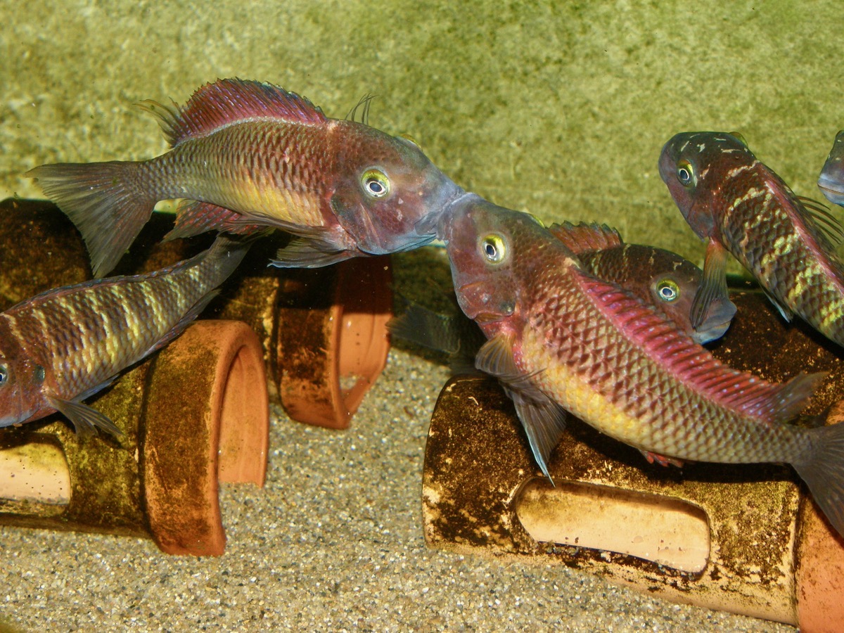 トロフェウス モーリィ レッドレインボー Tropheus moorii Red Rainbow 471.jpg