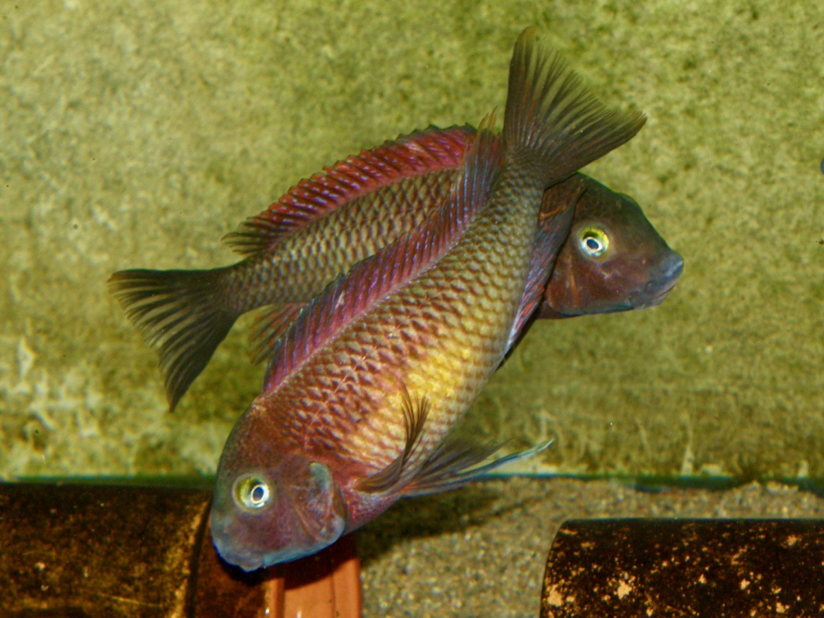 トロフェウス モーリィ レッドレインボー Tropheus moorii Red Rainbow 472.jpg