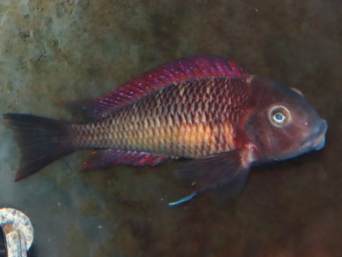 トロフェウス モーリィ レッドレインボー Tropheus moorii Red Rainbow 531.jpg