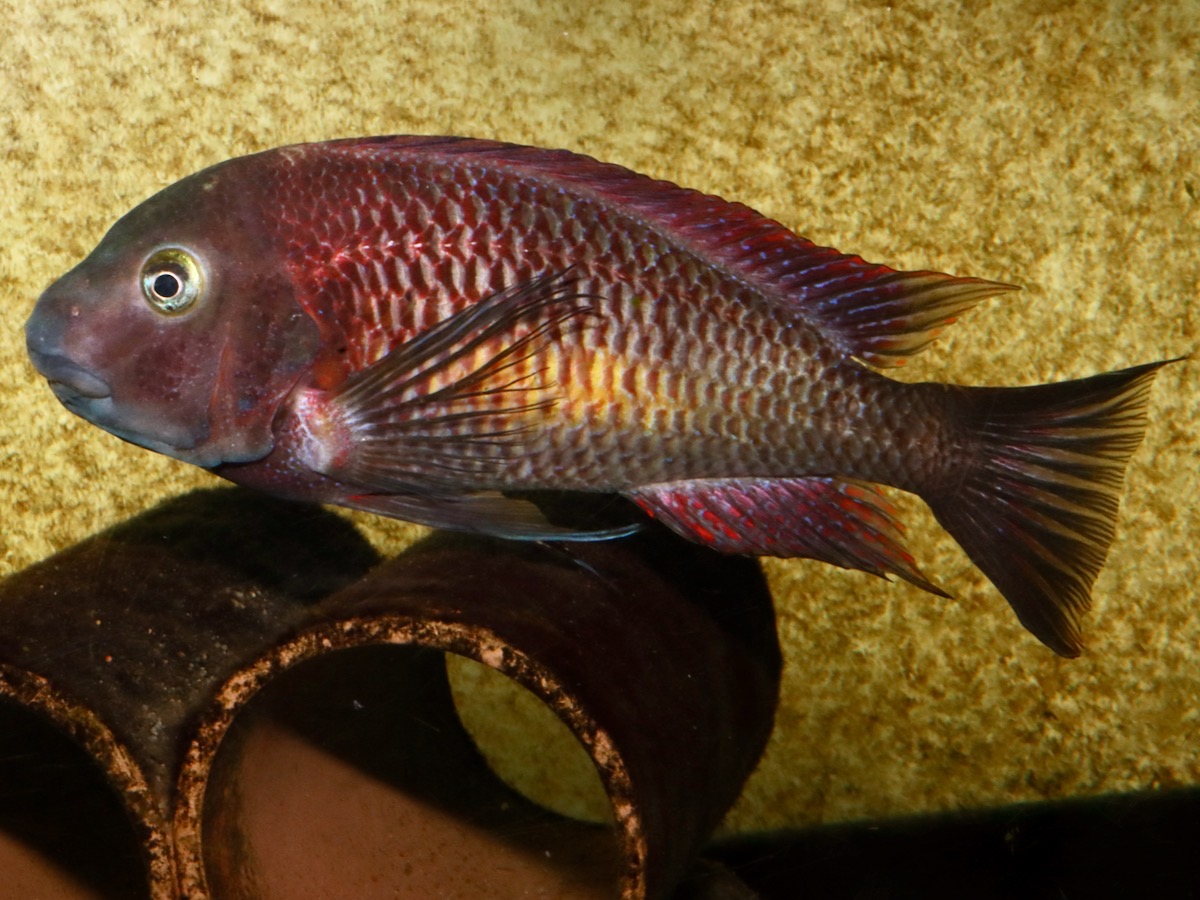 トロフェウス モーリィ レッドレインボー Tropheus moorii Redraibow 1161.jpg