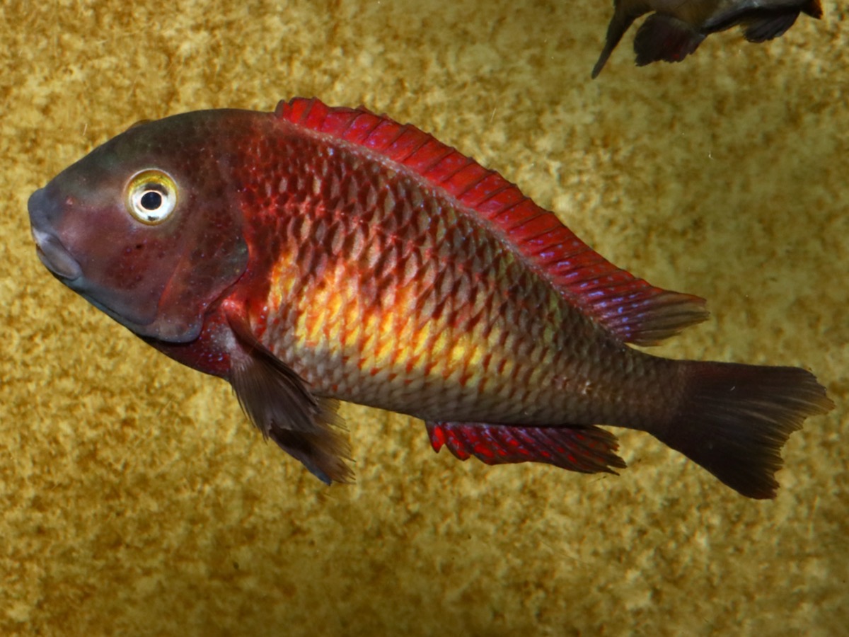 トロフェウス モーリィ レッドレインボー Tropheus moorii Redraibow 1162.jpg