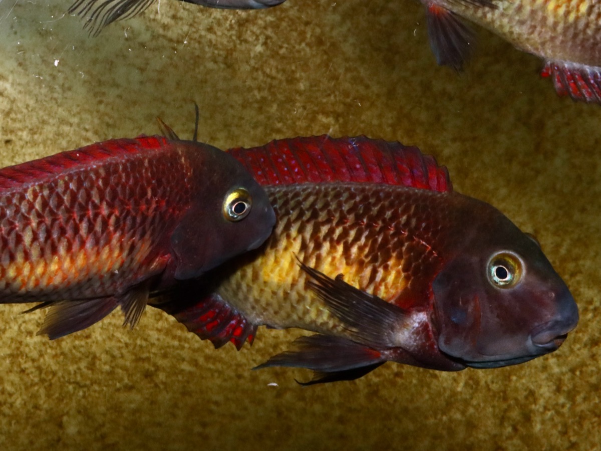 トロフェウス モーリィ レッドレインボー Tropheus moorii Redraibow 1163.jpg