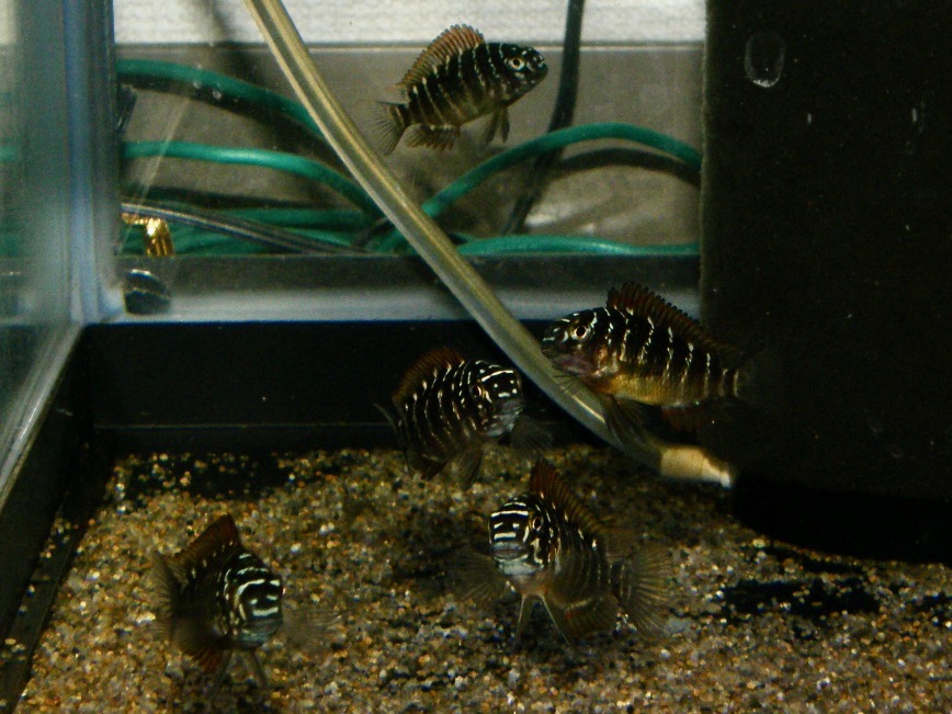 トロフェウス モーリィ レッドレインボー 繁殖 幼魚 稚魚 Tropheus moorii Redraibow breed fry 377.jpg