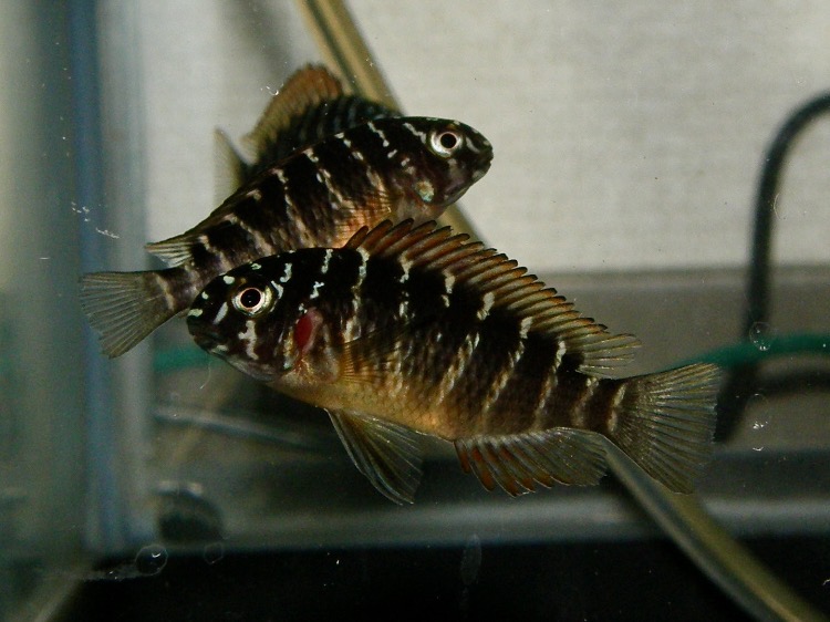 トロフェウス モーリィ レッドレインボー 繁殖 幼魚 稚魚 Tropheus moorii Redraibow breed fry 378.jpg