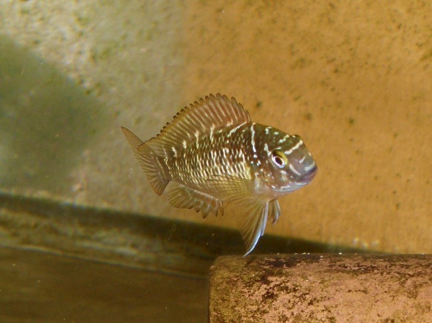 トロフェウス モーリィ レッドレインボー 繁殖 幼魚 稚魚 Tropheus moorii Redraibow breed fry 388.jpg