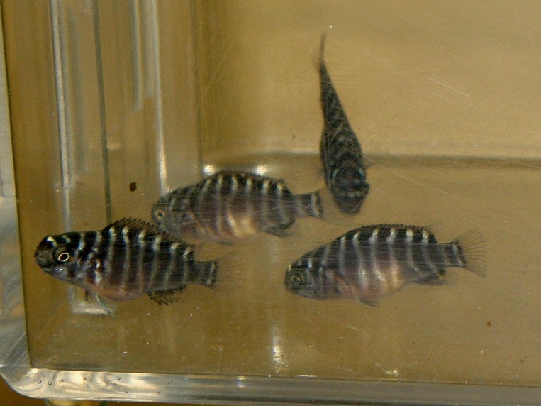 トロフェウス モーリィ レッドレインボー 繁殖 幼魚 稚魚 Tropheus moorii Redraibow breed fry 392.jpg